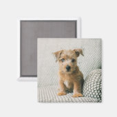 Cutest Baby Animals | Norfolk Terrier Puppy マグネット (正面/裏面)
