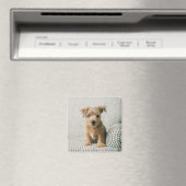Cutest Baby Animals | Norfolk Terrier Puppy マグネット (インサイチュ (食洗機))