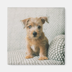 Cutest Baby Animals Norfolk Terrier Puppy マグネット
