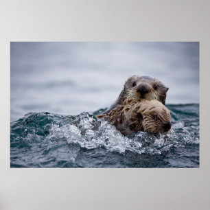 Cutest Baby Animals Otter Baby & Mother ポスター