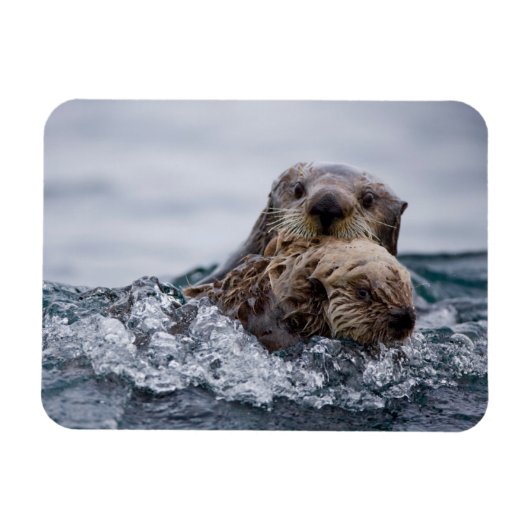 Cutest Baby Animals | Otter Baby & Mother マグネット (横)