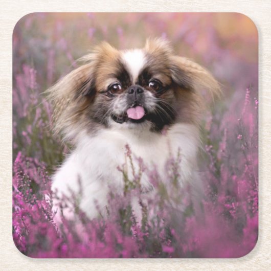 Cutest Baby Animals | Pekingese Puppy スクエアペーパーコースター (正面)