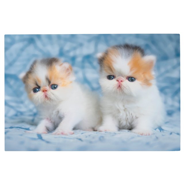 Cutest Baby Animals | Persian Calico Kitten メタルプリント (正面)