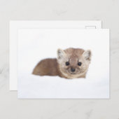 Cutest Baby Animals | Pine Marten ポストカード (正面/裏面)