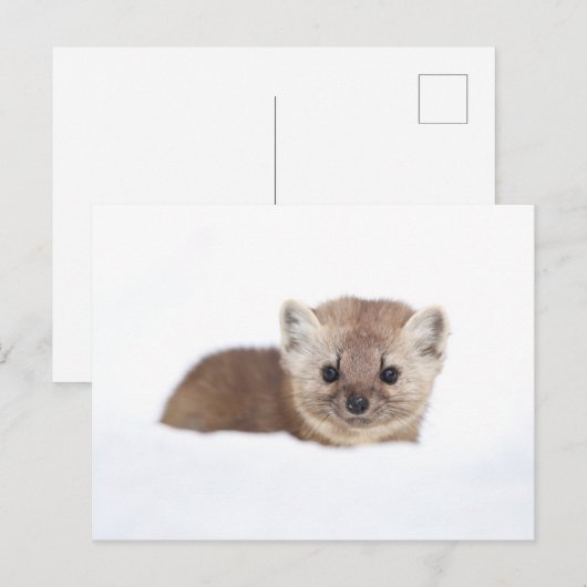 Cutest Baby Animals | Pine Marten ポストカード (正面/裏面)