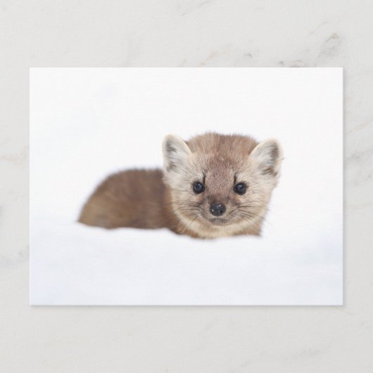 Cutest Baby Animals | Pine Marten ポストカード (正面)