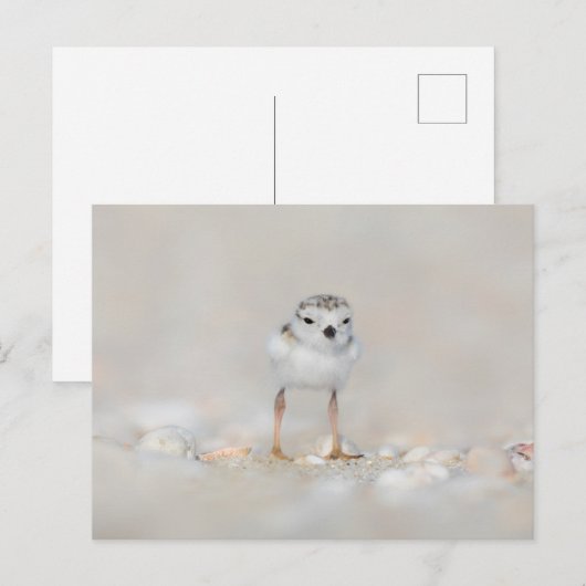 Cutest Baby Animals | Piping Plover Chick ポストカード (正面/裏面)