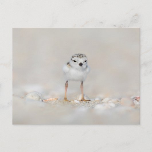 Cutest Baby Animals | Piping Plover Chick ポストカード (正面)