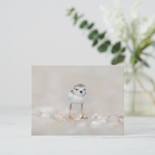 Cutest Baby Animals | Piping Plover Chick ポストカード (スタンド正面)