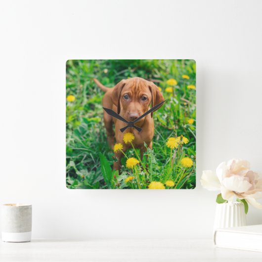 Cutest Baby Animals | Pointer Puppy スクエア壁時計 (ホーム)
