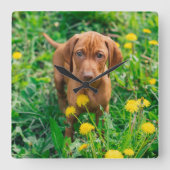 Cutest Baby Animals | Pointer Puppy スクエア壁時計 (正面)