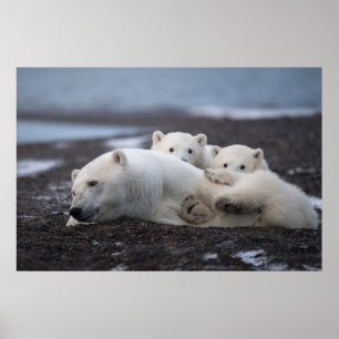 Cutest Baby Animals Polar Bear Family Alaska ポスター