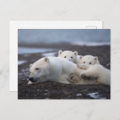 Cutest Baby Animals | Polar Bear Family Alaska ポストカード (正面/裏面)