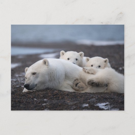 Cutest Baby Animals | Polar Bear Family Alaska ポストカード (正面)