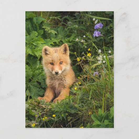 Cutest Baby Animals | Red Fox at Umnak Alaska ポストカード (正面)