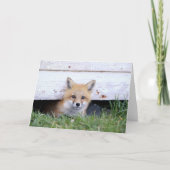 Cutest Baby Animals | Red Fox Kit Peeking カード (正面)