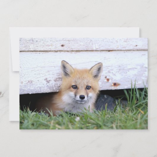 Cutest Baby Animals | Red Fox Kit Peeking サンキューカード (正面)