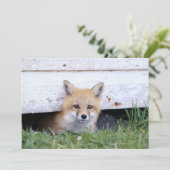 Cutest Baby Animals | Red Fox Kit Peeking サンキューカード (スタンド正面)
