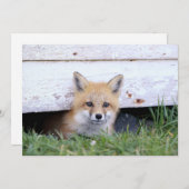 Cutest Baby Animals | Red Fox Kit Peeking サンキューカード (正面/裏面)