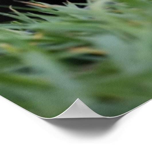 Cutest Baby Animals | Red Fox Kit Peeking ポスター (角)