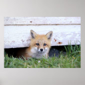 Cutest Baby Animals | Red Fox Kit Peeking ポスター (正面)