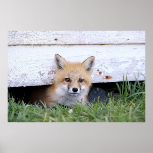 Cutest Baby Animals | Red Fox Kit Peeking ポスター (正面)