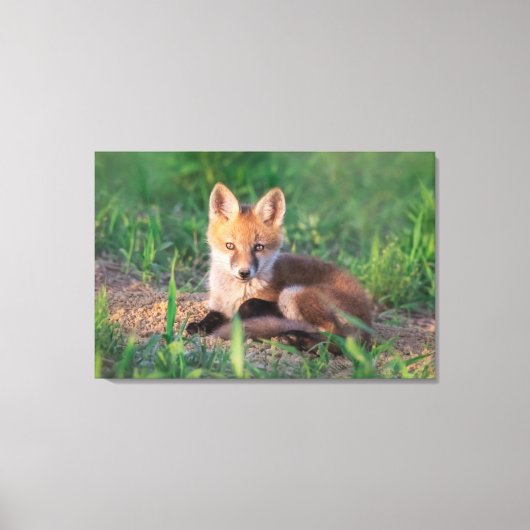 Cutest Baby Animals | Red Fox Kit Relaxing キャンバスプリント (正面)