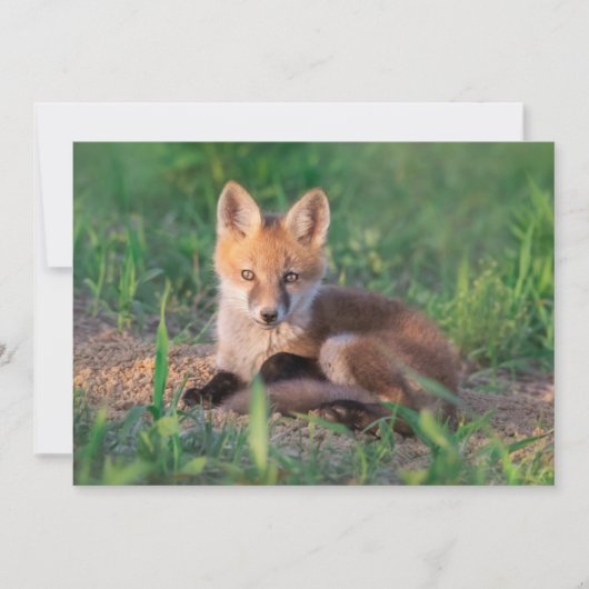 Cutest Baby Animals | Red Fox Kit Relaxing サンキューカード (正面)
