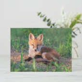 Cutest Baby Animals | Red Fox Kit Relaxing サンキューカード (スタンド正面)