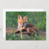 Cutest Baby Animals | Red Fox Kit Relaxing サンキューカード (正面/裏面)