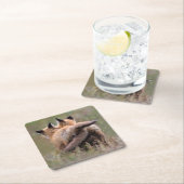 Cutest Baby Animals | Red Fox Kits Locking Tails スクエアペーパーコースター (インサイチュ)