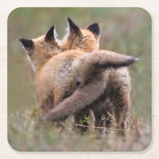 Cutest Baby Animals | Red Fox Kits Locking Tails スクエアペーパーコースター (正面)