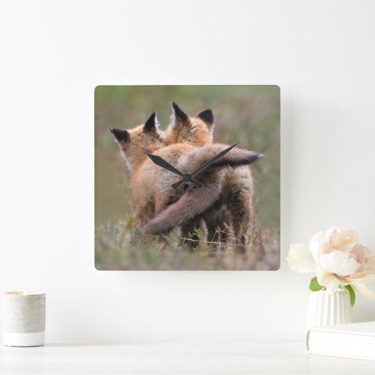 Cutest Baby Animals | Red Fox Kits Locking Tails スクエア壁時計 (ホーム)
