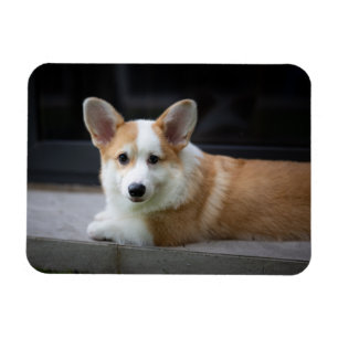 Cutest Baby Animals Relaxing Corgi Puppy マグネット