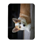 Cutest Baby Animals | Relaxing Corgi Puppy マグネット (縦)