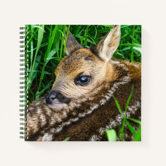 Cutest Baby Animals | Roe Deer Baby ノートブック (正面)