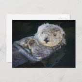 Cutest Baby Animals | Sea Otter Floating ポストカード (正面/裏面)