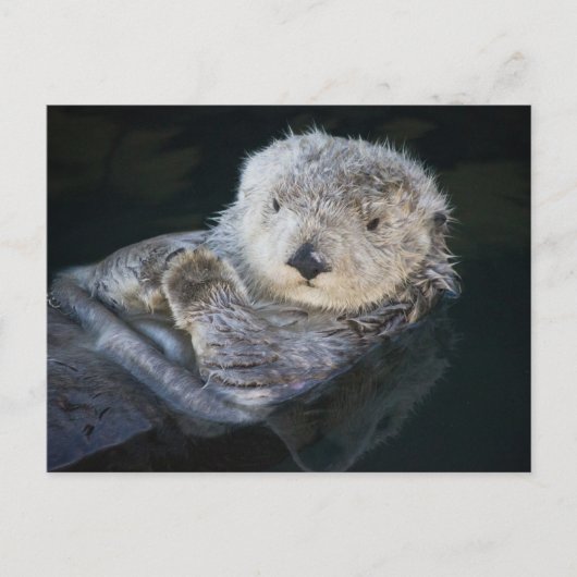 Cutest Baby Animals | Sea Otter Floating ポストカード (正面)