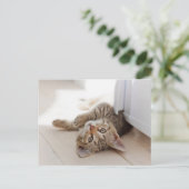 Cutest Baby Animals | Shorthair Tabby Kitten ポストカード (スタンド正面)