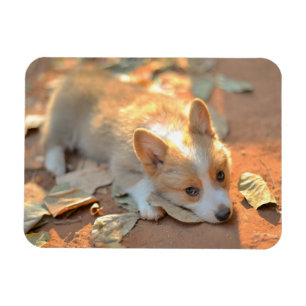 Cutest Baby Animals Shy Corgi マグネット