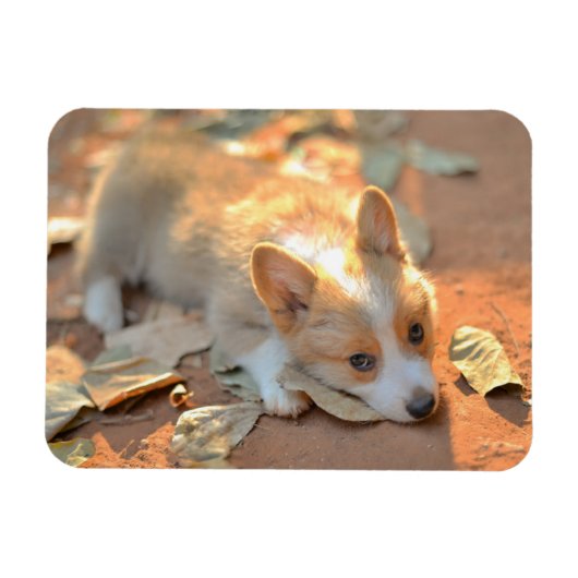 Cutest Baby Animals | Shy Corgi マグネット (横)