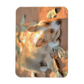 Cutest Baby Animals | Shy Corgi マグネット (縦)