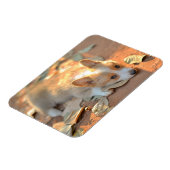 Cutest Baby Animals | Shy Corgi マグネット (左側)