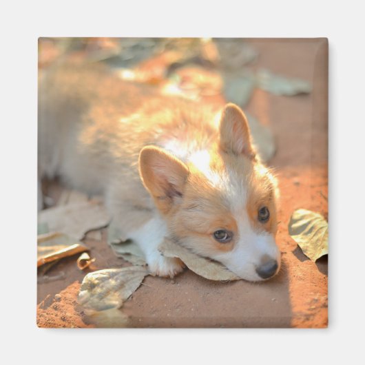 Cutest Baby Animals | Shy Corgi マグネット (正面)