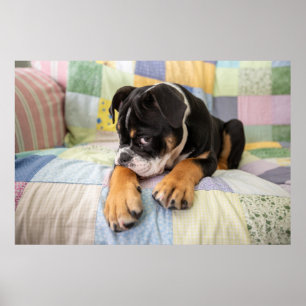 Cutest Baby Animals Shy Old English Bulldog ポスター