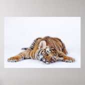 Cutest Baby Animals | Sleepy Baby Tiger Cub ポスター (正面)