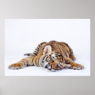 Cutest Baby Animals Sleepy Baby Tiger Cub ポスター