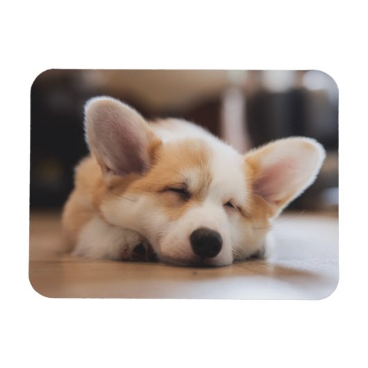 Cutest Baby Animals | Sleepy Corgi マグネット (横)