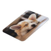 Cutest Baby Animals | Sleepy Corgi マグネット (左側)