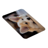 Cutest Baby Animals | Sleepy Corgi Puppy マグネット (右側)